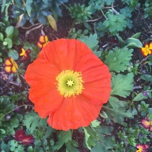 Meet your Posher, Sabina